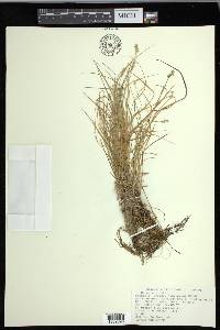 Carex echinata image