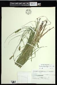 Carex echinodes image