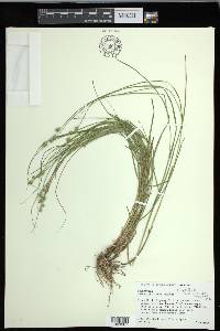 Carex festucacea image