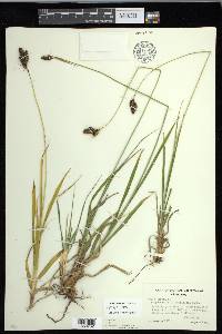 Carex epapillosa image