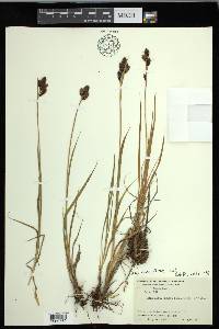 Carex epapillosa image