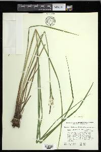 Carex emoryi image