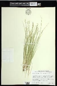 Carex echinata image