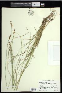 Carex echinata image