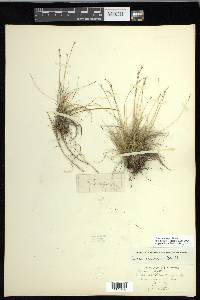 Carex eburnea image