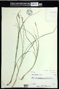 Carex echinata image