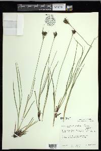 Carex eleusinoides image