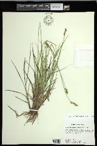 Carex festucacea image