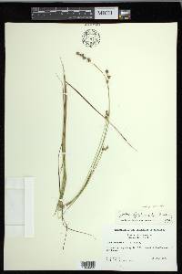 Carex echinata subsp. echinata image