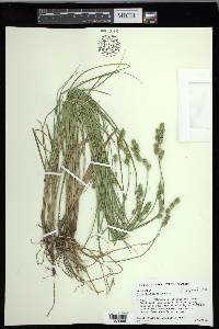 Carex festucacea image