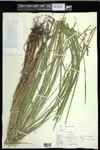 Carex emoryi image