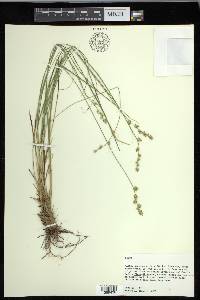 Carex echinata image