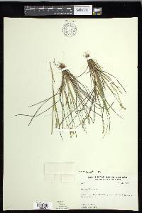 Carex echinata image