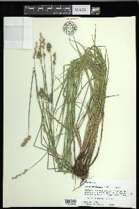 Carex festucacea image