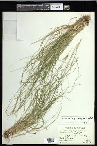 Carex echinata image