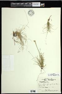 Carex eburnea image