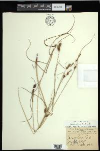 Carex extensa image