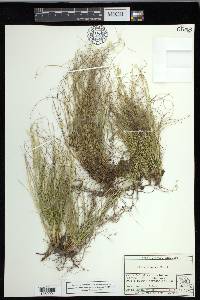 Carex eburnea image