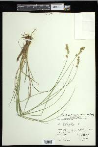 Carex echinata image