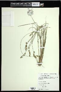 Carex echinata image