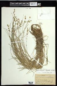 Carex echinata image