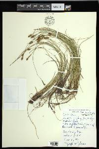 Carex exilis image