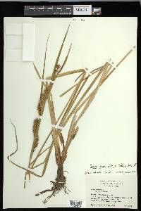 Carex exsiccata image