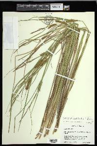 Carex exsiccata image