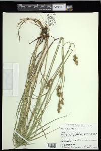 Carex festucacea image