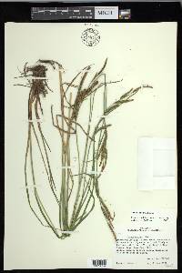 Carex emoryi image