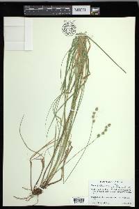 Carex festucacea image