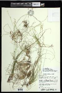 Carex eburnea image