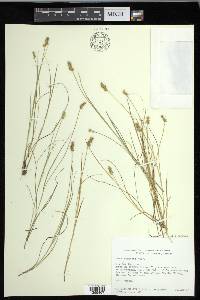 Carex echinata image