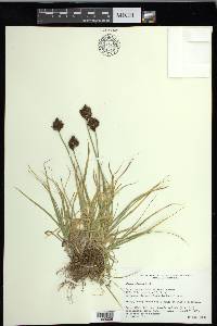 Carex ebenea image