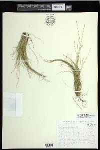 Carex eburnea image