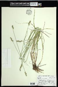 Carex festucacea image