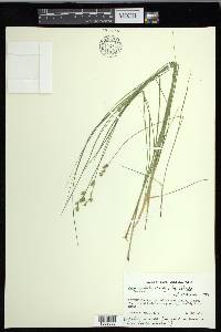 Carex echinata image