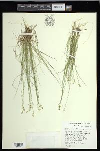 Carex echinata image