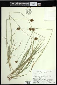 Carex ebenea image