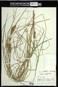 Carex exsiccata image