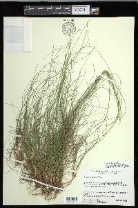 Carex eburnea image