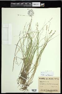 Carex echinata image