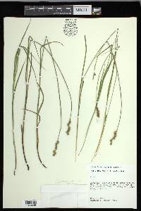 Carex festucacea image