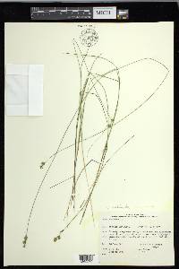 Carex echinata image