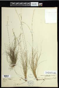 Carex eburnea image