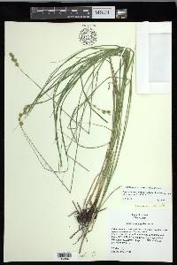 Carex echinodes image