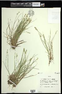 Carex echinata image