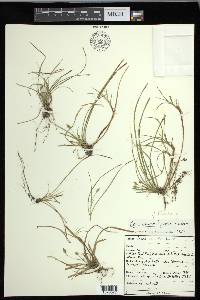 Carex floridana image