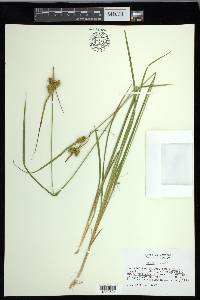 Carex flava image