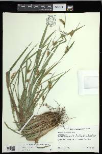 Carex flaccosperma image